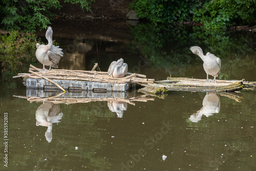 Three pelicans rest during the day on the pond