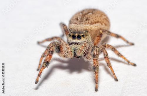 Beautiful female Brilliant Jumping Spider on light background