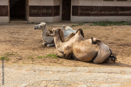 Two camels lie on the sand in an aviary at the zoo