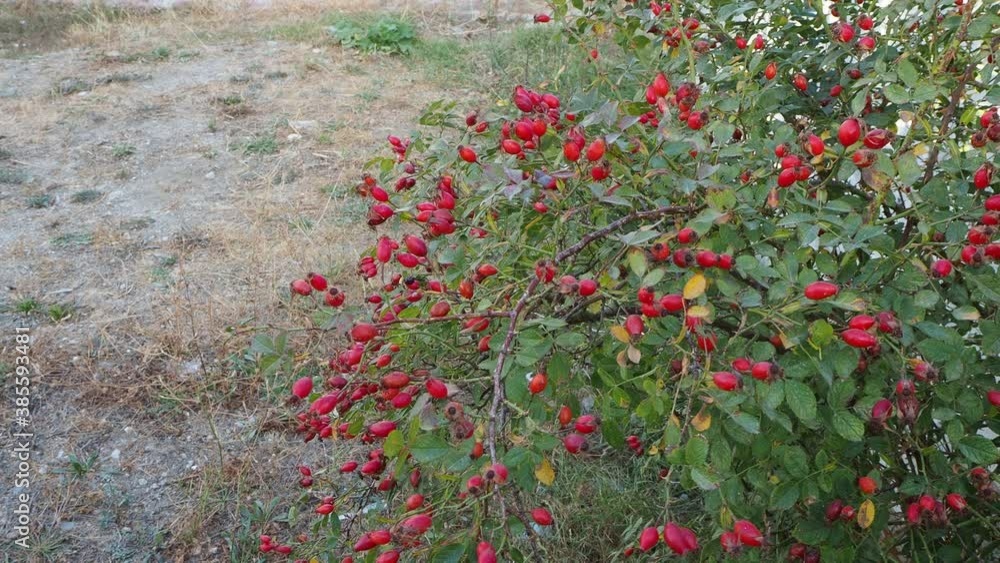 prickly medicinal rosehip tree and its ripe fruits, prickly medicinal rosehip tree and its ripe fruits,