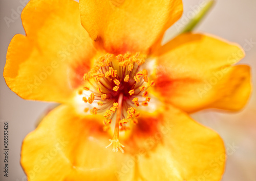Closeup of a Portulaca flower