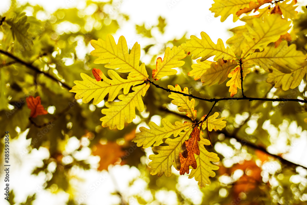 Bright yellow oak leaves on the branches in the autumn forest. Autumn bakcround Bright yellow oak leaves on the branches in the autumn forest. Autumn bakcround