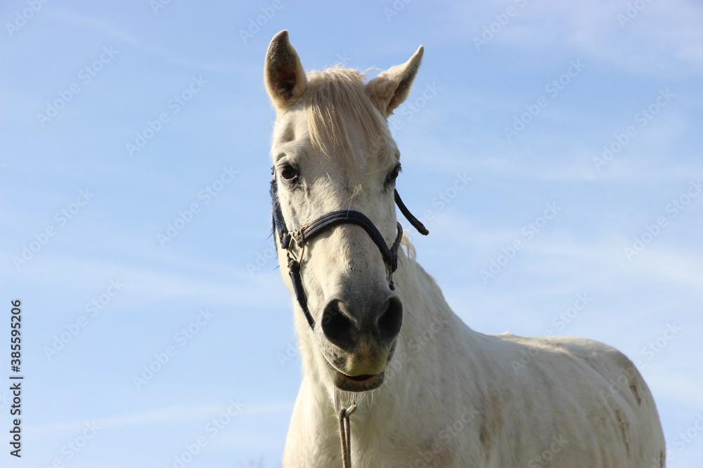 Fototapeta premium 145 - A white horse and the sky as a background