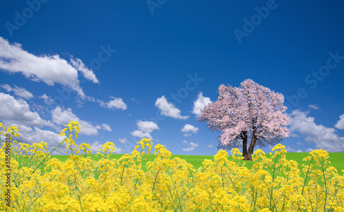 菜の花と桜の木