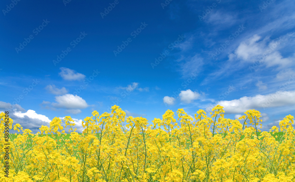 菜の花と空 菜の花と空