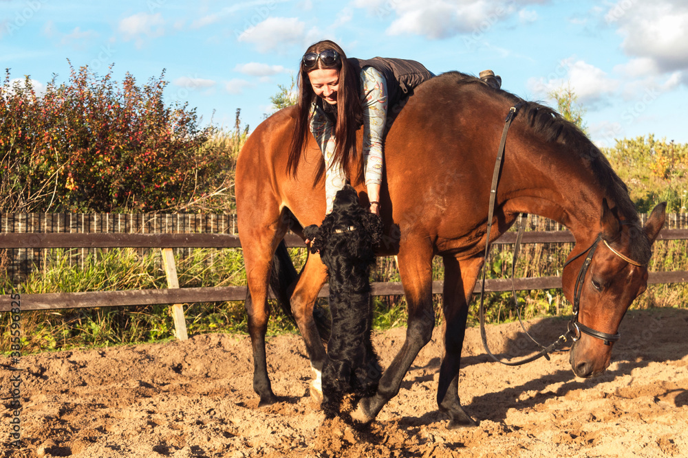 Obraz premium Dog wants to see the owner, who is sitting on a brown horse