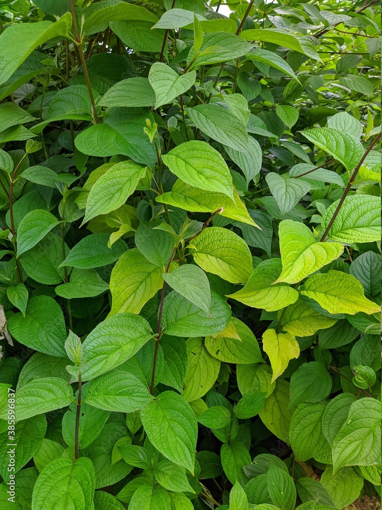 texture of many bright and green leaves of plants in summer texture of many bright and green leaves of plants in summer