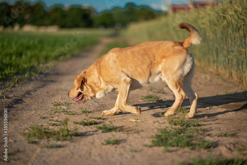 A fawn labrador is running across a green field with a ball.