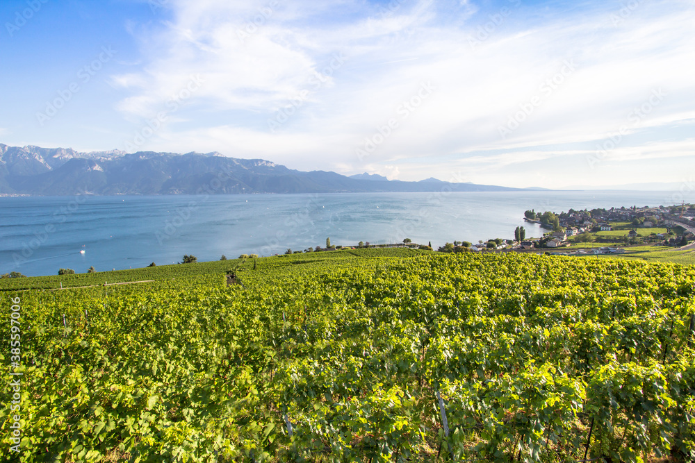 Vineyards in Lavaux region, Switzerland Vineyards in Lavaux region, Switzerland