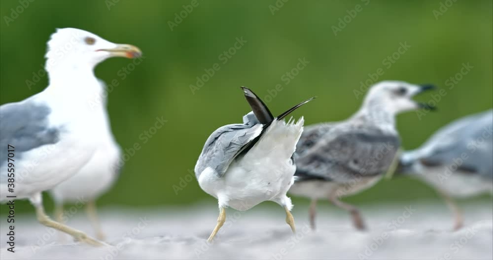 Seagulls of all ages and sizes eat from the sand and play on the beach. They fight for food and flutter their wings Seagulls of all ages and sizes eat from the sand and play on the beach. They fight for food and flutter their wings