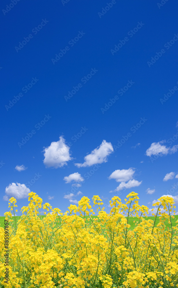 菜の花と空 菜の花と空