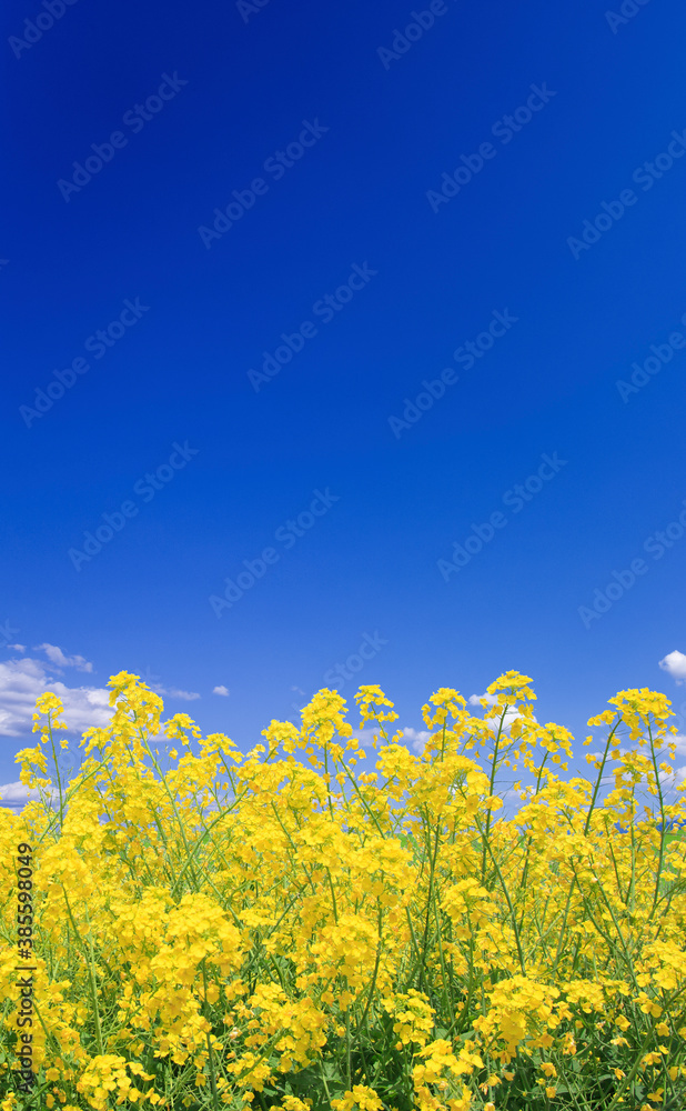 菜の花と空 菜の花と空