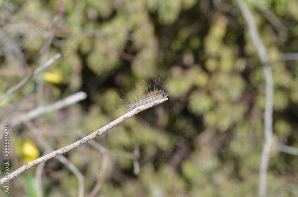 dragonfly on a branch