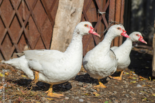 Group of healthy white ducks in a farm for domestic agriculture concept. Group of cute white ducks