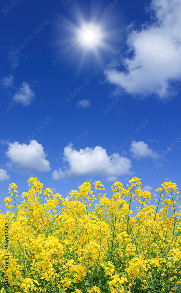 菜の花と太陽
