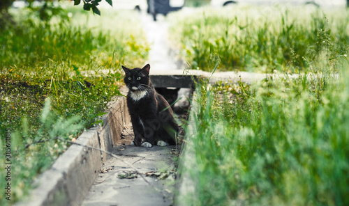 Poor cat mongrel looking for his love. Homeless cat. Wild cat. Cat love. Black cat