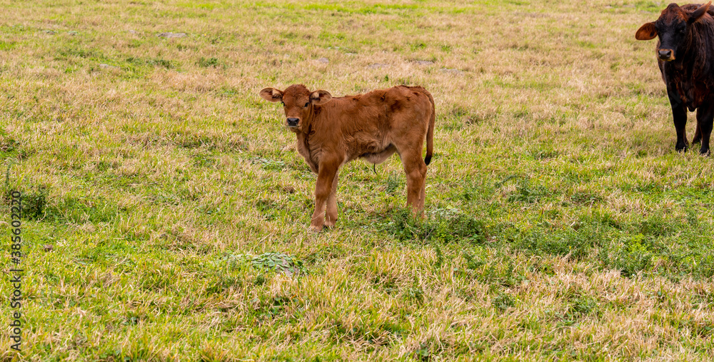 Very young calf, with visible umbilicus, and watchful mother cow in pasture. Beef cattle livestock. Very young calf, with visible umbilicus, and watchful mother cow in pasture. Beef cattle livestock.