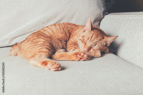 Fototapeta Naklejka Na Ścianę i Meble -  Cute little ginger cat sleeps on the sofa, manx cat with tiny tail