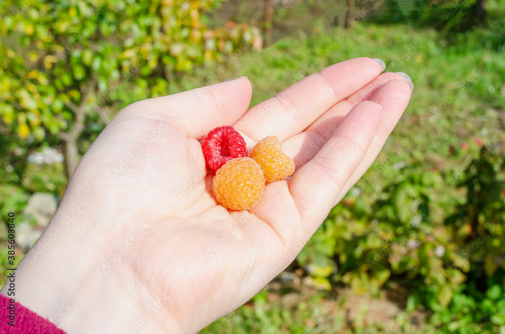 Raspberries in the hand. Male hand holds raspberries. Raspberries in the hand. Male hand holds raspberries.