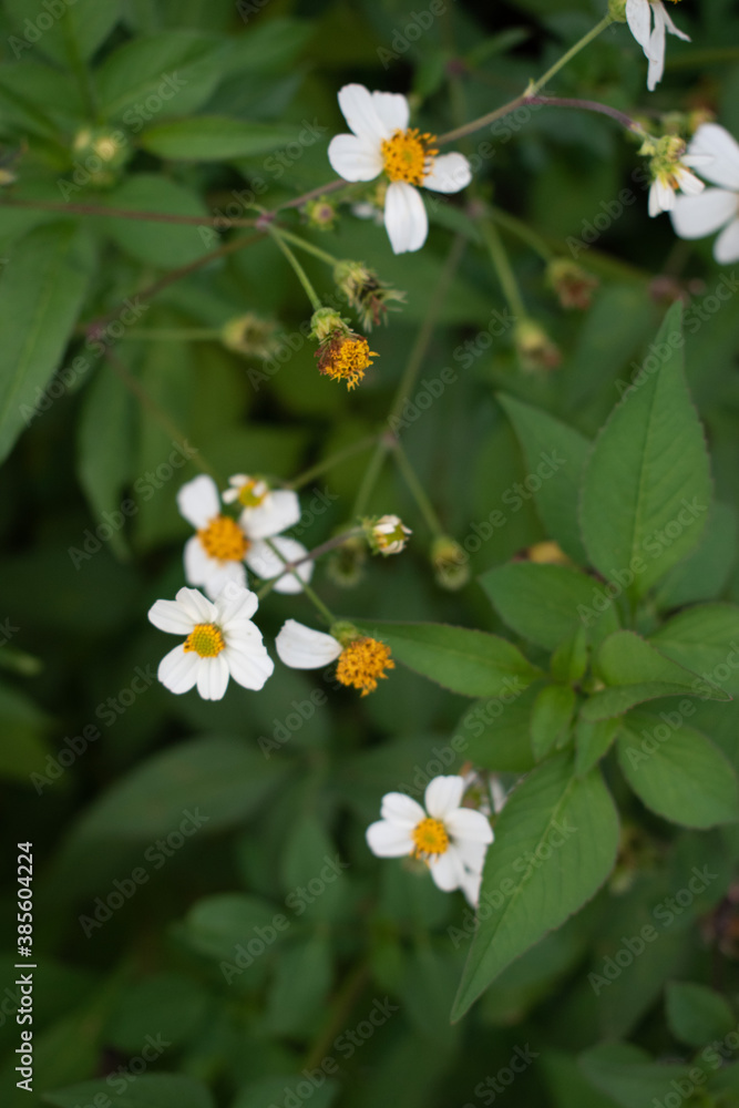 Obraz premium Dark and moody foliage and flowers