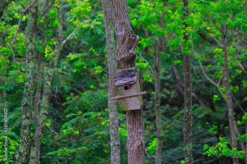 森の小鳥箱