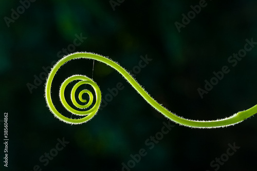 Close up of spiral green leaf