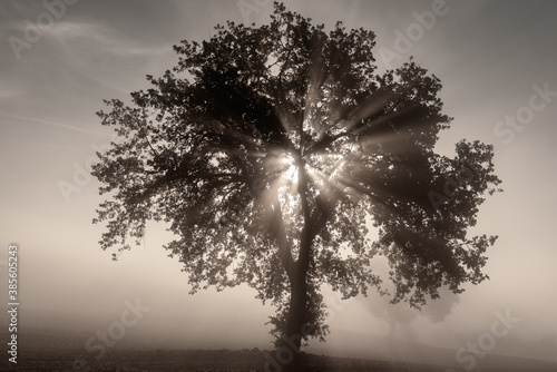 Single tree in the fog