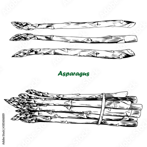 Hand drawn vector set of fresh asparagus.