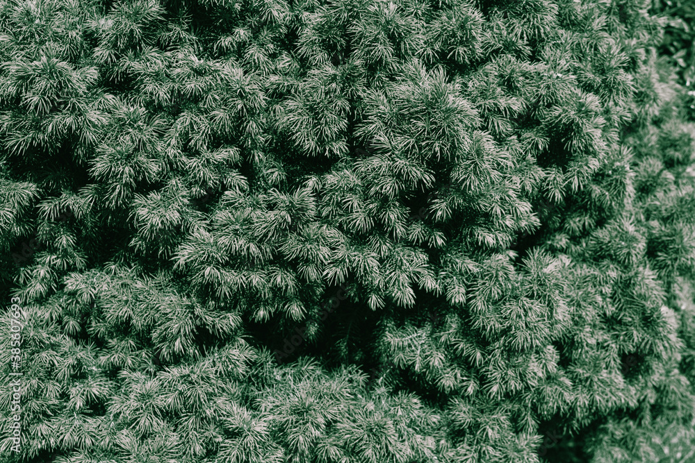 Pastel green background from the branches of spruce, Christmas tree, Pastel green background from the branches of spruce, Christmas tree,