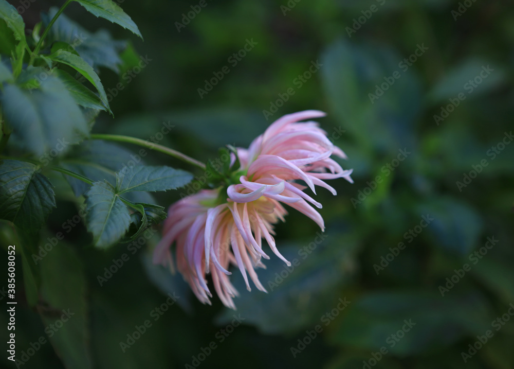 Dahlia flower with raindrops. Dahlia flower with raindrops.