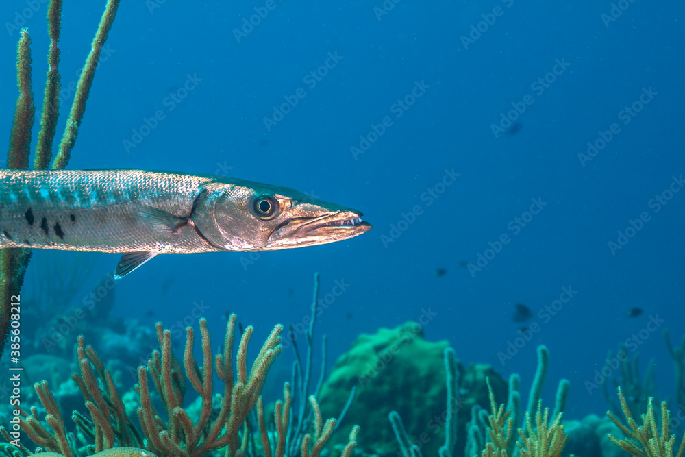 Fototapeta premium Sphyraena barracuda, fish Bonaire