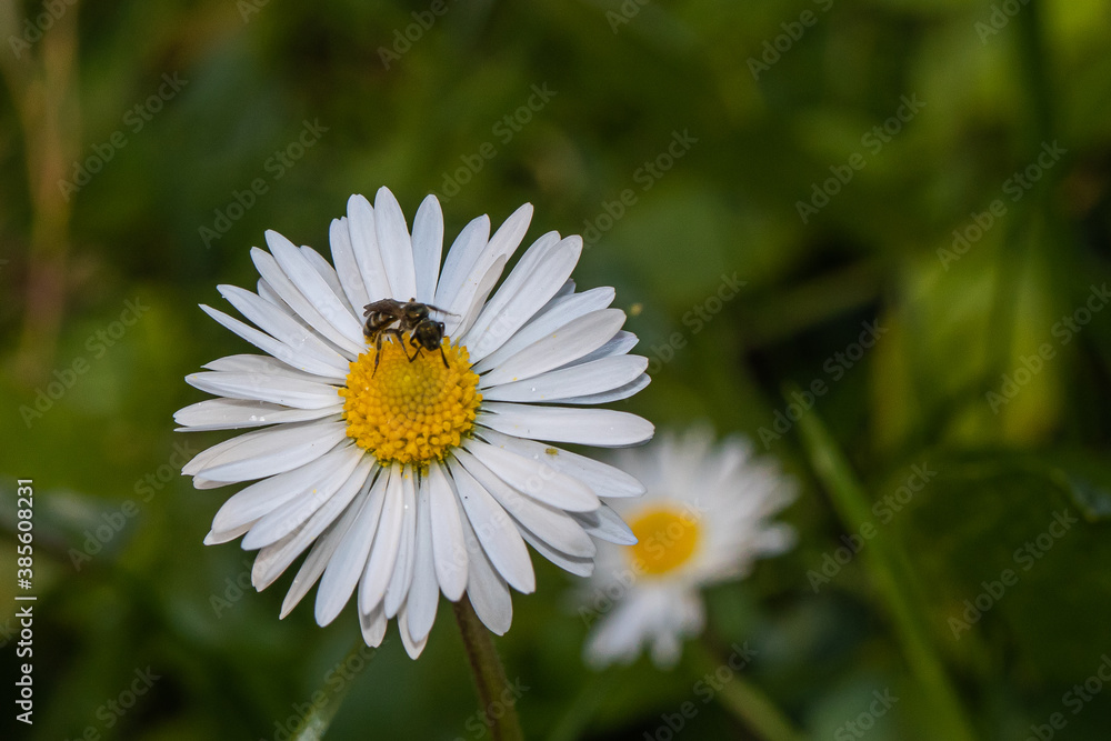 bee on daisy