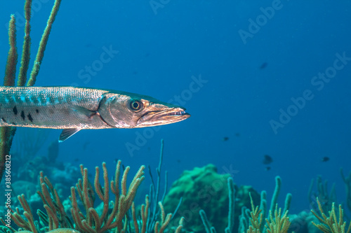 Sphyraena barracuda, fish Bonaire