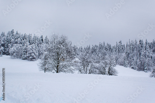 white snow covered trees in winter alp mountain valley forest after snowfall landscape  © АliVa