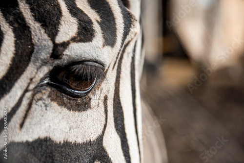 Close up macro shot of a zebra s eye. Black and white stripes around the eye. Beautiful macro shot.