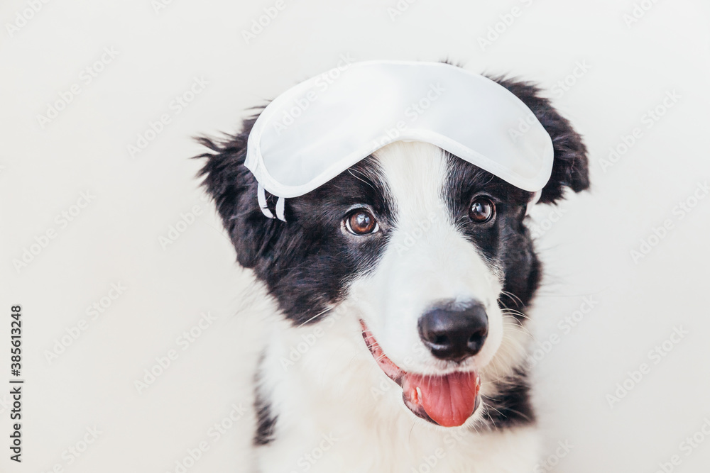 Do not disturb me, let me sleep. Funny cute smiling puppy dog border collie with sleeping eye mask isolated on white background. Rest, good night, siesta, insomnia, relaxation, tired, travel concept. Do not disturb me, let me sleep. Funny cute smiling puppy dog border collie with sleeping eye mask isolated on white background. Rest, good night, siesta, insomnia, relaxation, tired, travel concept.