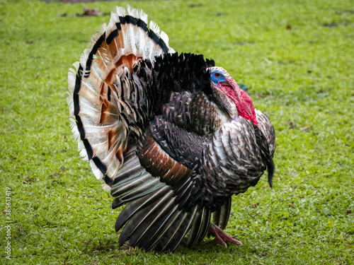 meleagris gallopavo or Wild turkey
