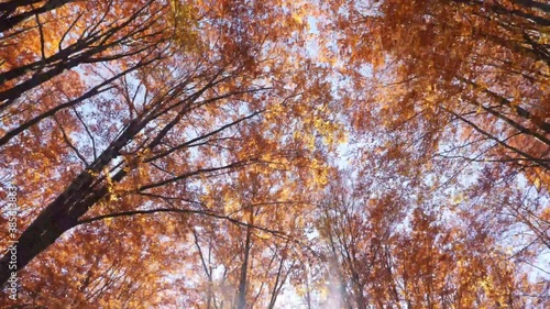 The beautiful autumn forest and the sun shining through the foliage.The leaves changing color and peaceful forest. Autumn nature landscape. Fallen leaves lying on the ground. photo