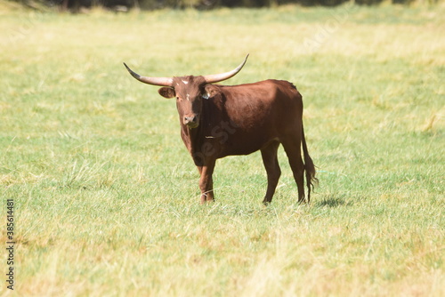 Fototapeta Naklejka Na Ścianę i Meble -  Bull in field
