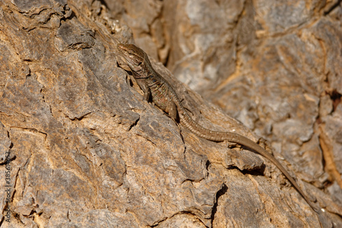 Gallotia galloti - Gallots lizard, Tenerife lizard or Western Canaries lizard is a species of lacertid wall lizard in the genus Gallotia found on the Canary Islands of Tenerife and La Palma