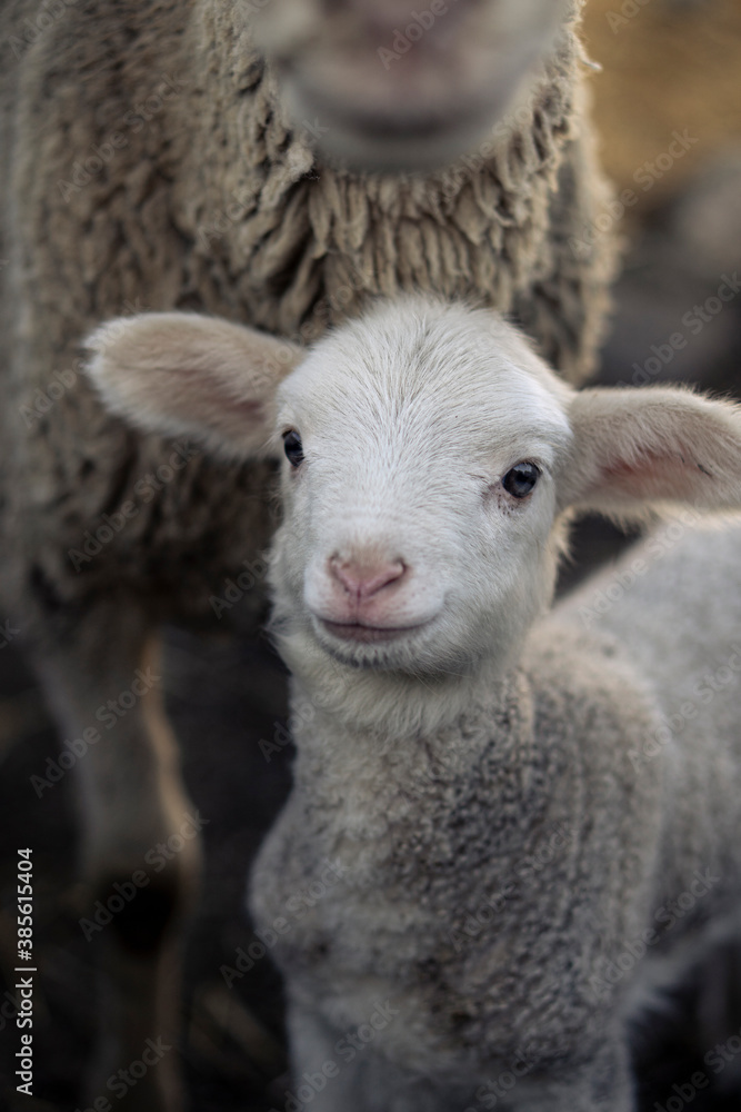 Oveja pequeña de lana. Cordero de campo en primer plano. Borrego infantil
