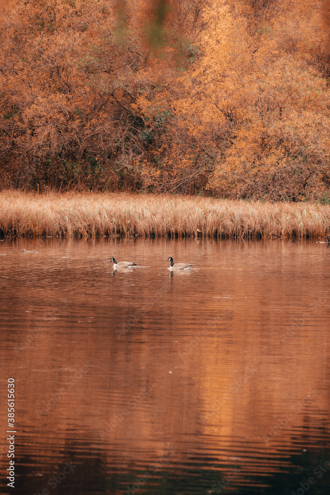 swan on the lake swan on the lake