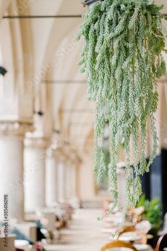 Sedum morganianum (lamb's tail, burro's tail, horses tail) in pot hanging. Sedum morganianum is popular succulent with trailing stems and fleshy blue-green leaves. Basic houseplant