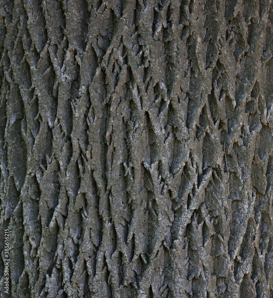 brown bark. may used as background. brown bark. may used as background.