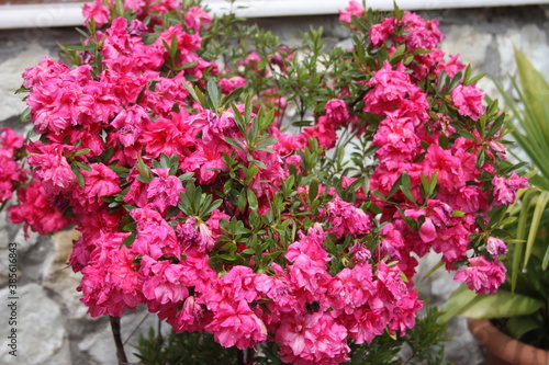 Wallpaper Mural pink flowers in a garden Torontodigital.ca
