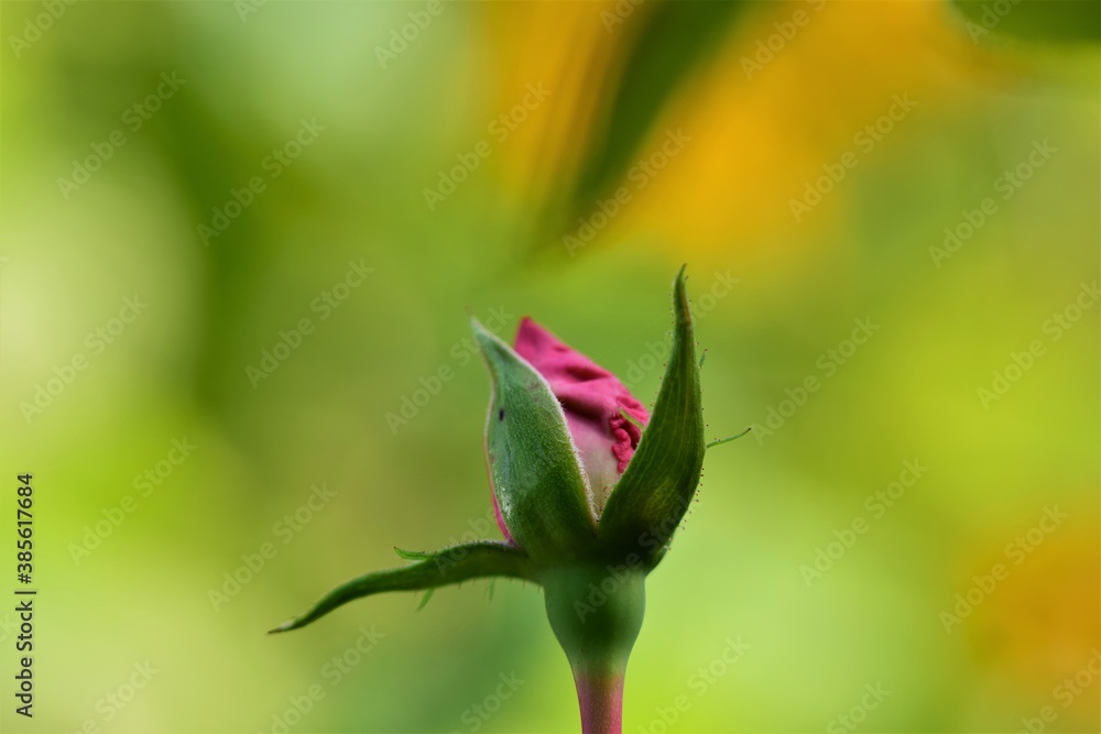 Pink rosebud against blurred yellow green background- close up