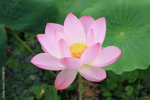 South Korea, Lotus, Semiwon, Yangpyung, 양평 세미원, 연꽃