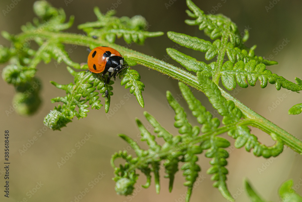 Obraz premium Ladybird on green fern