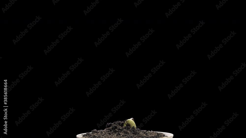 Bean growth time lapse on black background Bean growth time lapse on black background