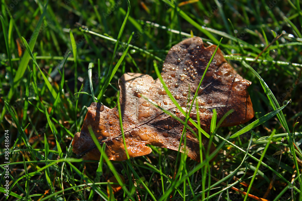 Wet fallen brown leaf on a fresh grass. Water droplets. Natural background. Morning dew.